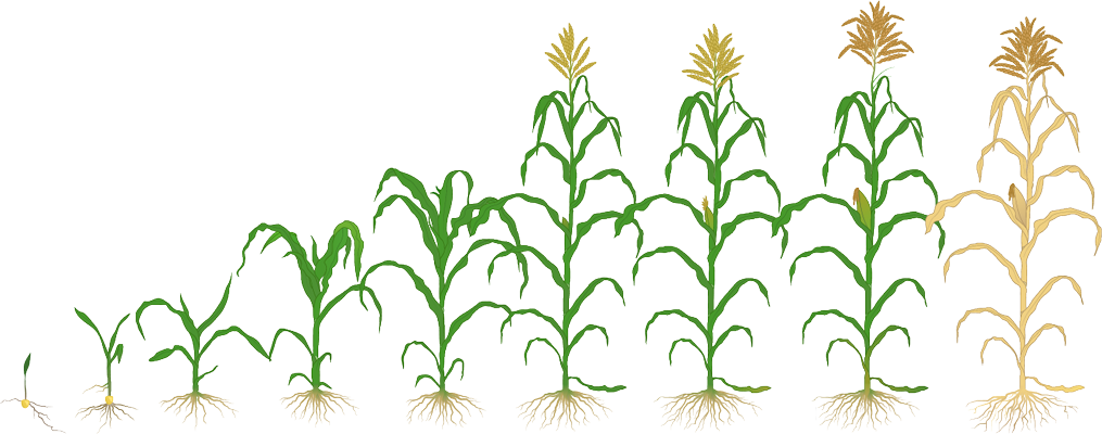Stages of Corn Growth
